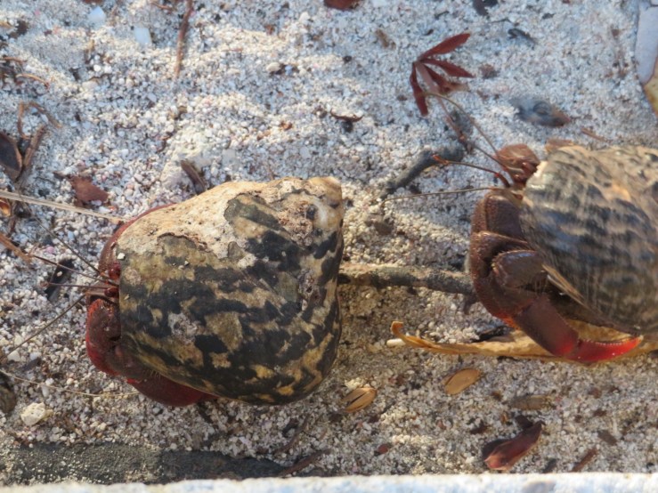 20181229165529_img_0912